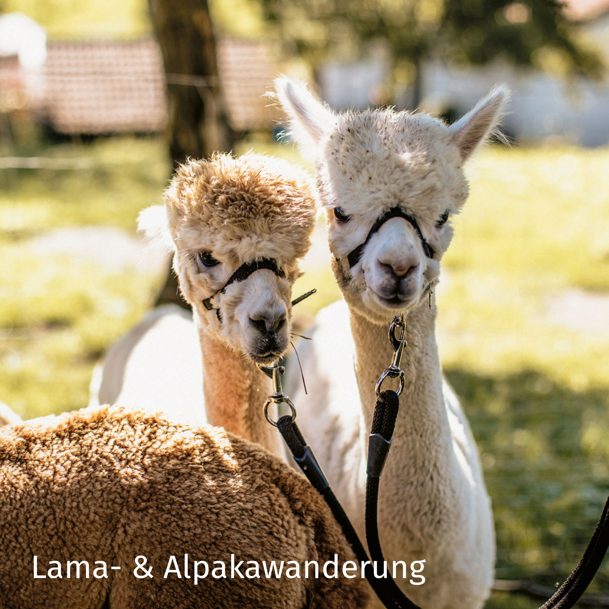 Happy Times - Gutschein von mydays