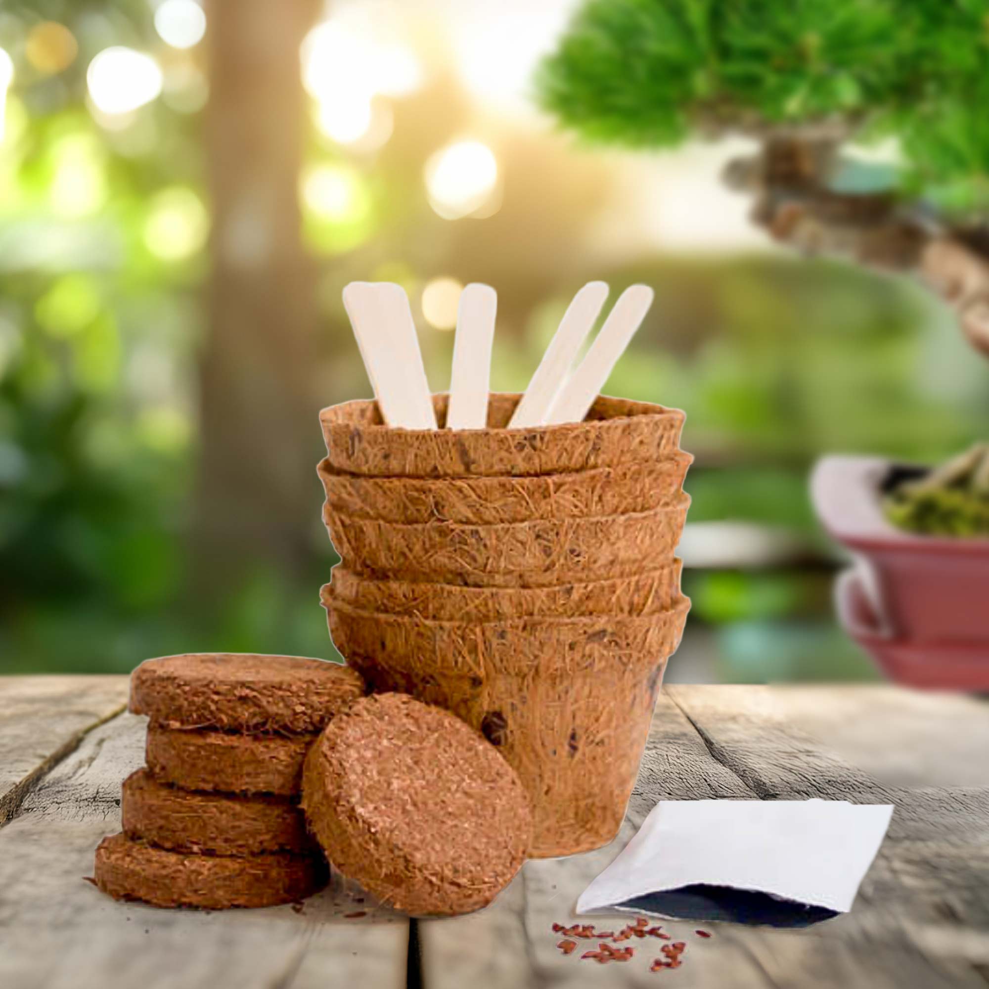 Bonsai Baum Set - Selber pflanzen