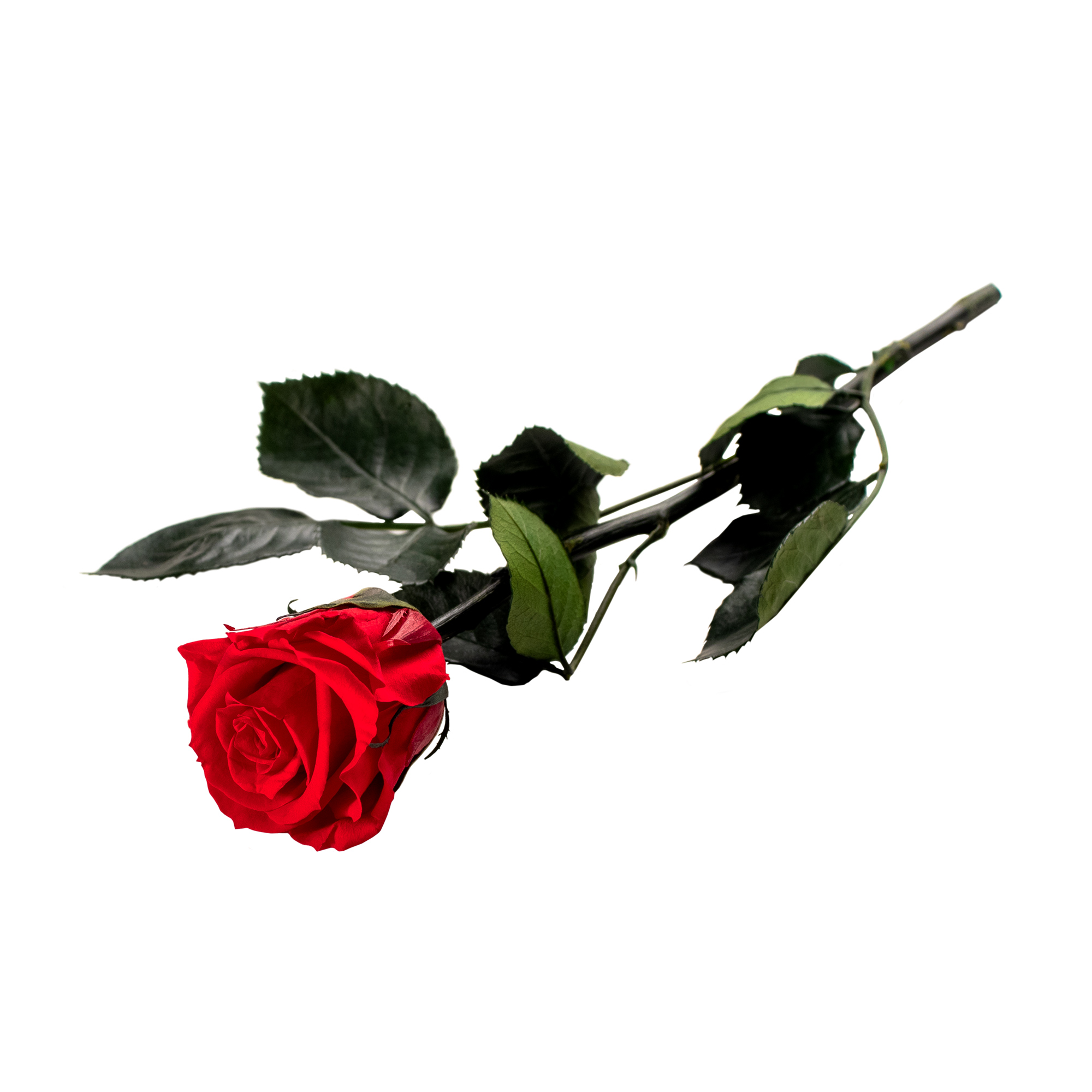 Unvergängliche Rose - Das besondere Geschenk 60 - 5