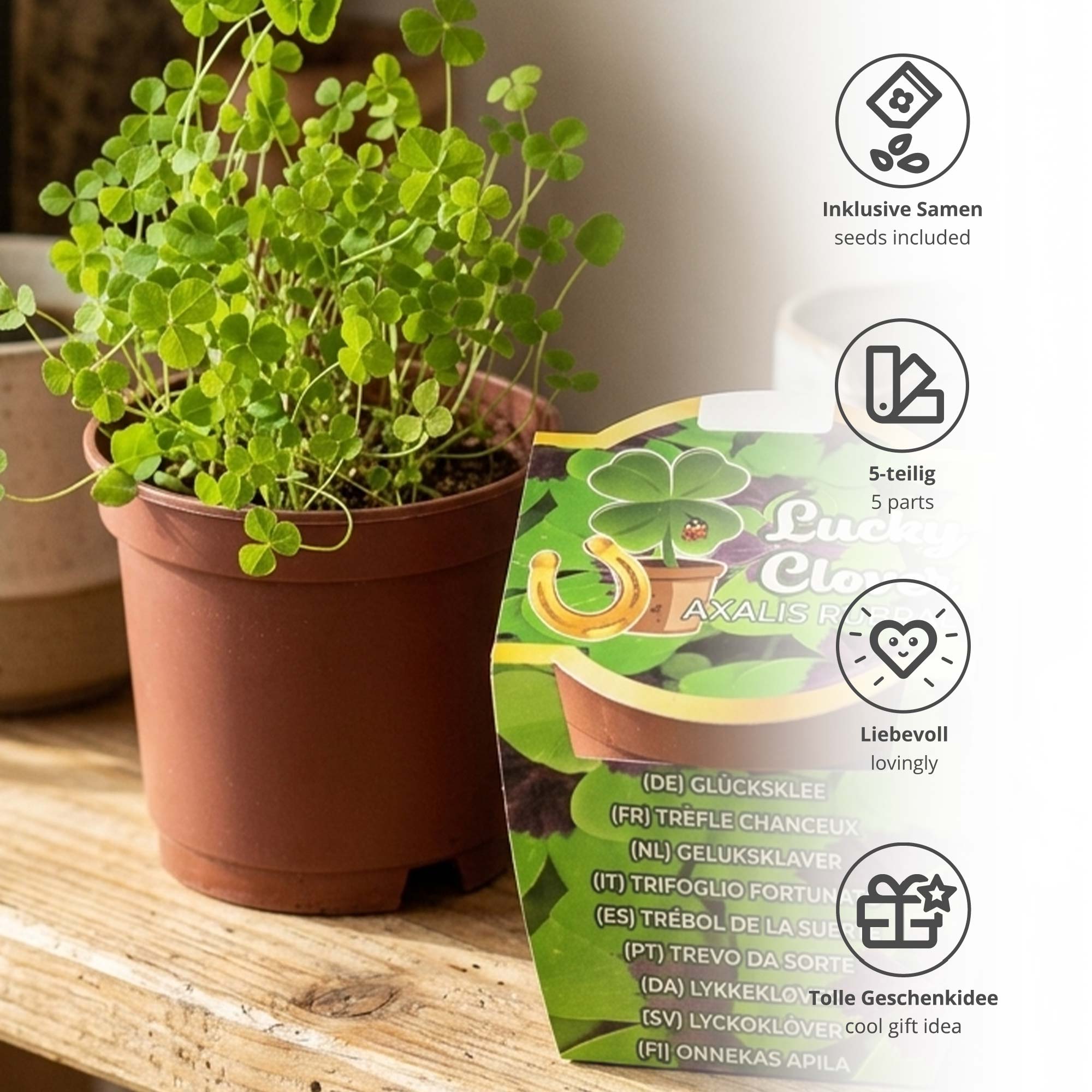 Glücksklee im Minitopf - Pflanzset vierblättriger Klee für Gravur Geschenke Glücksklee im Minitopf - Pflanzset vierblättriger Klee für Gravur Geschenke