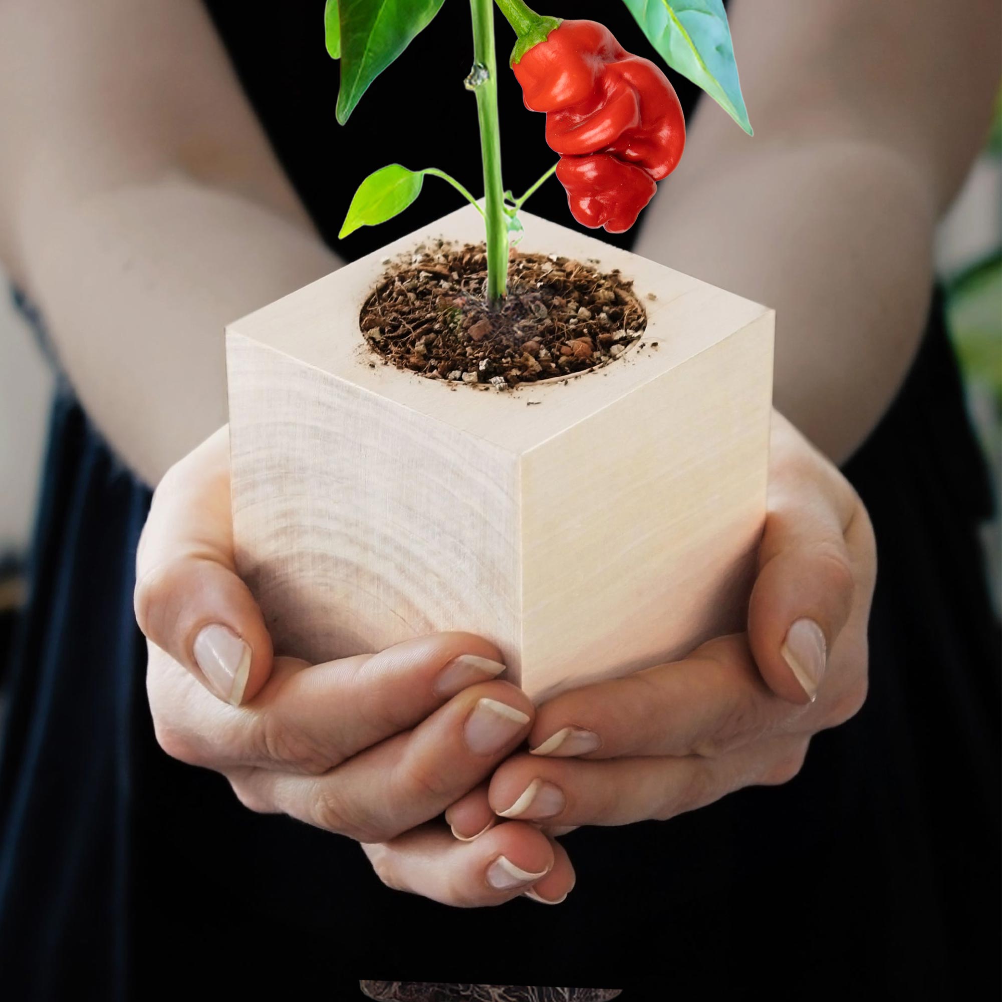 Ecocube Chili Willy Ecocube Chili Willy