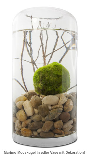 Marimo Mooskugel 1153 - 1