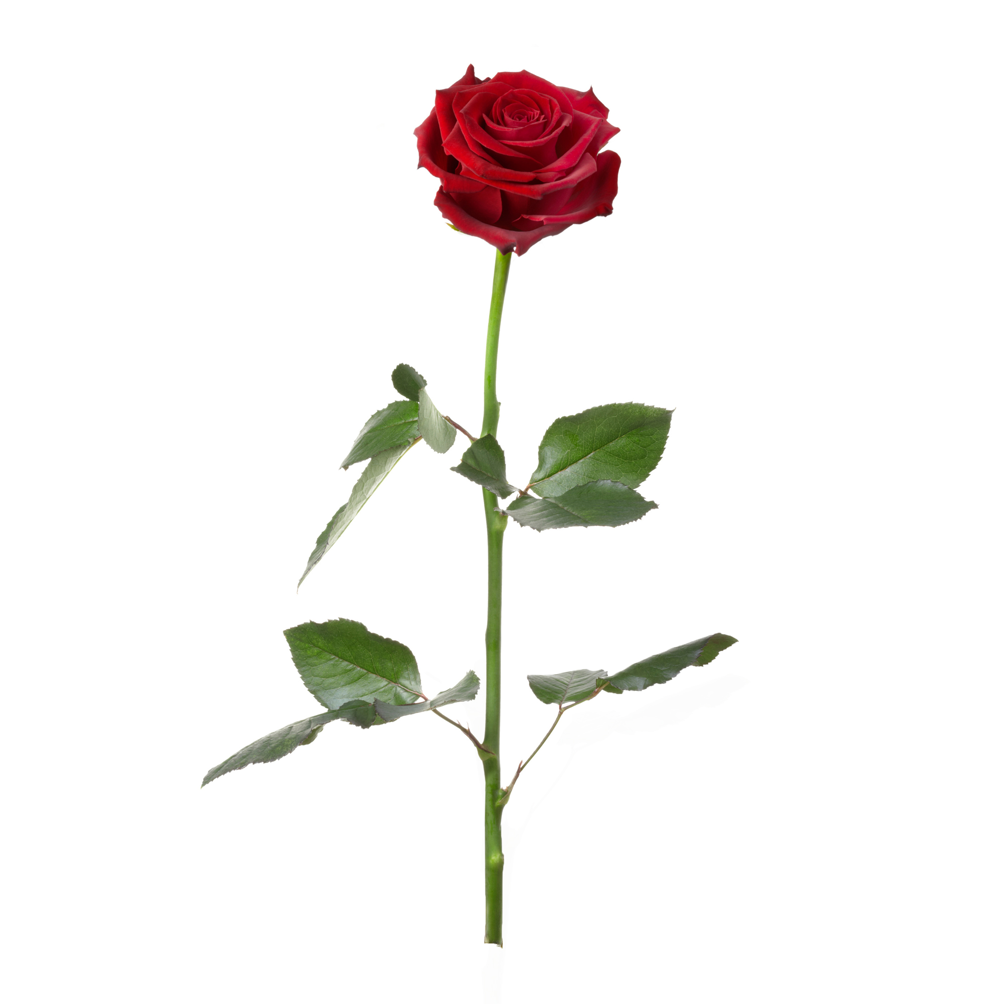 Unvergängliche Rose - Das besondere Geschenk 60 - 4