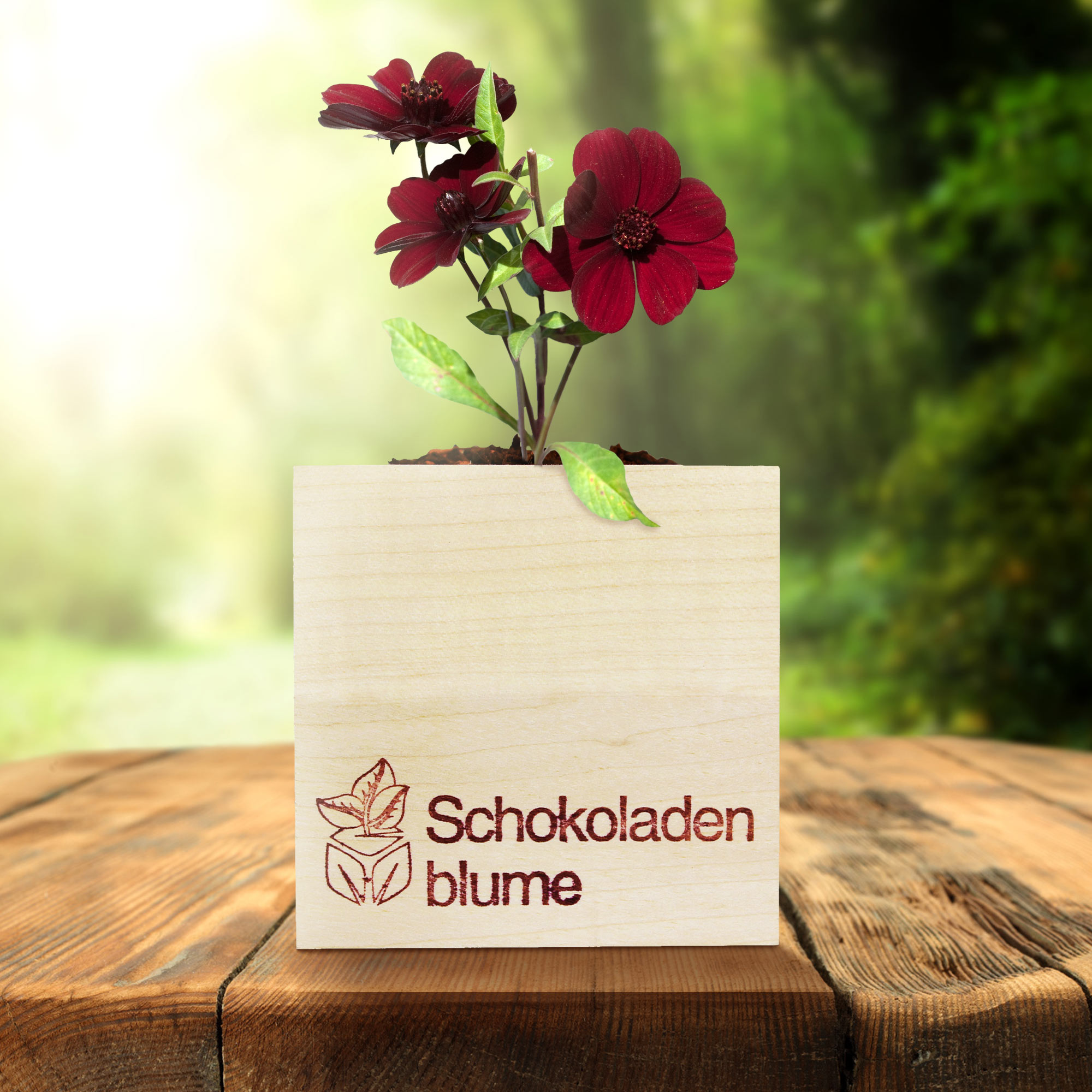 Ecocube Schokoladenblume 2192-MZ - 5