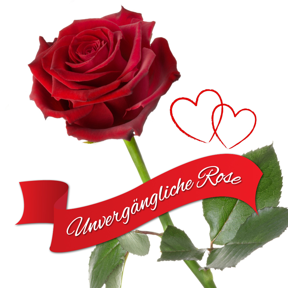 Unvergängliche Rose - Das besondere Geschenk 60