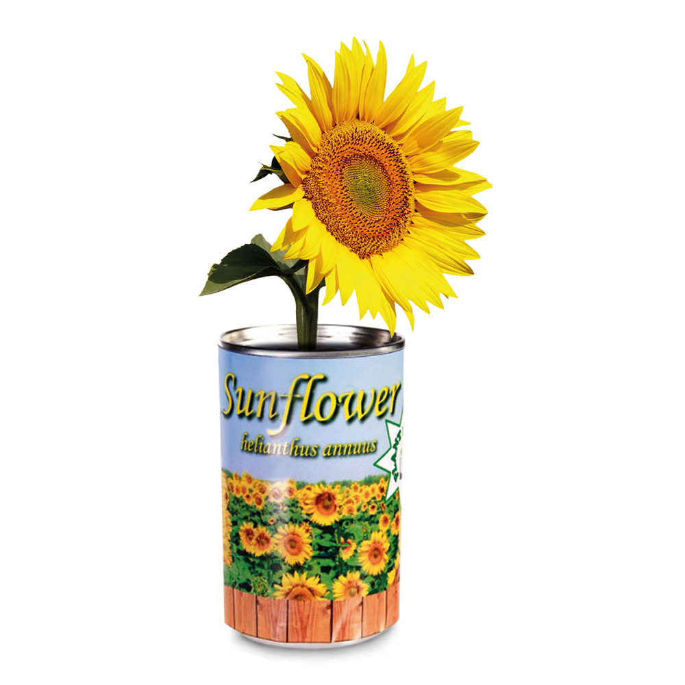 Dosenpflanze Sonnenblume 3061 - 2