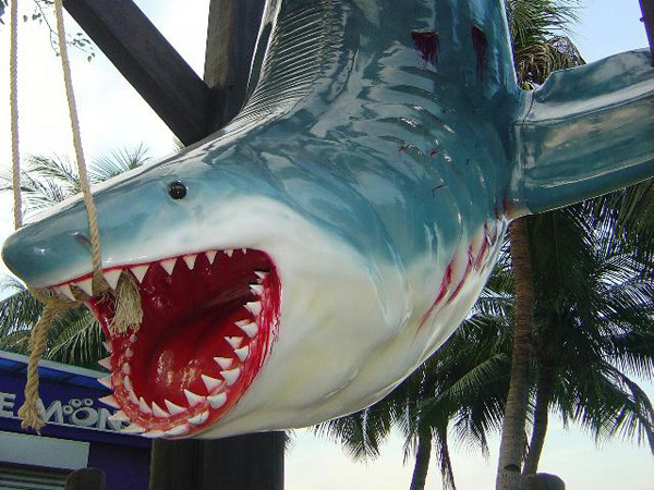 Weißer Hai Angler Trophäe - lebensgroß 1567 - 3