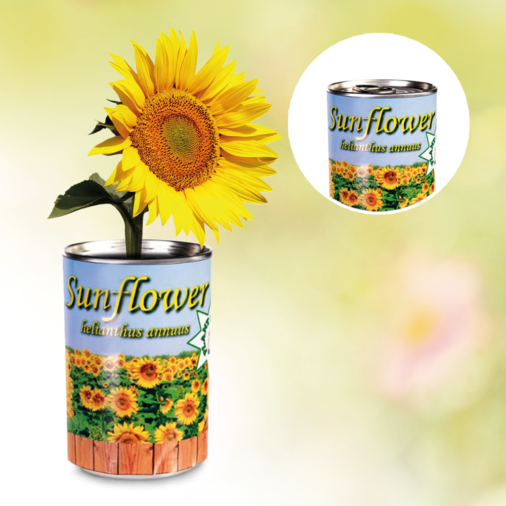 Dosenpflanze Sonnenblume 3061