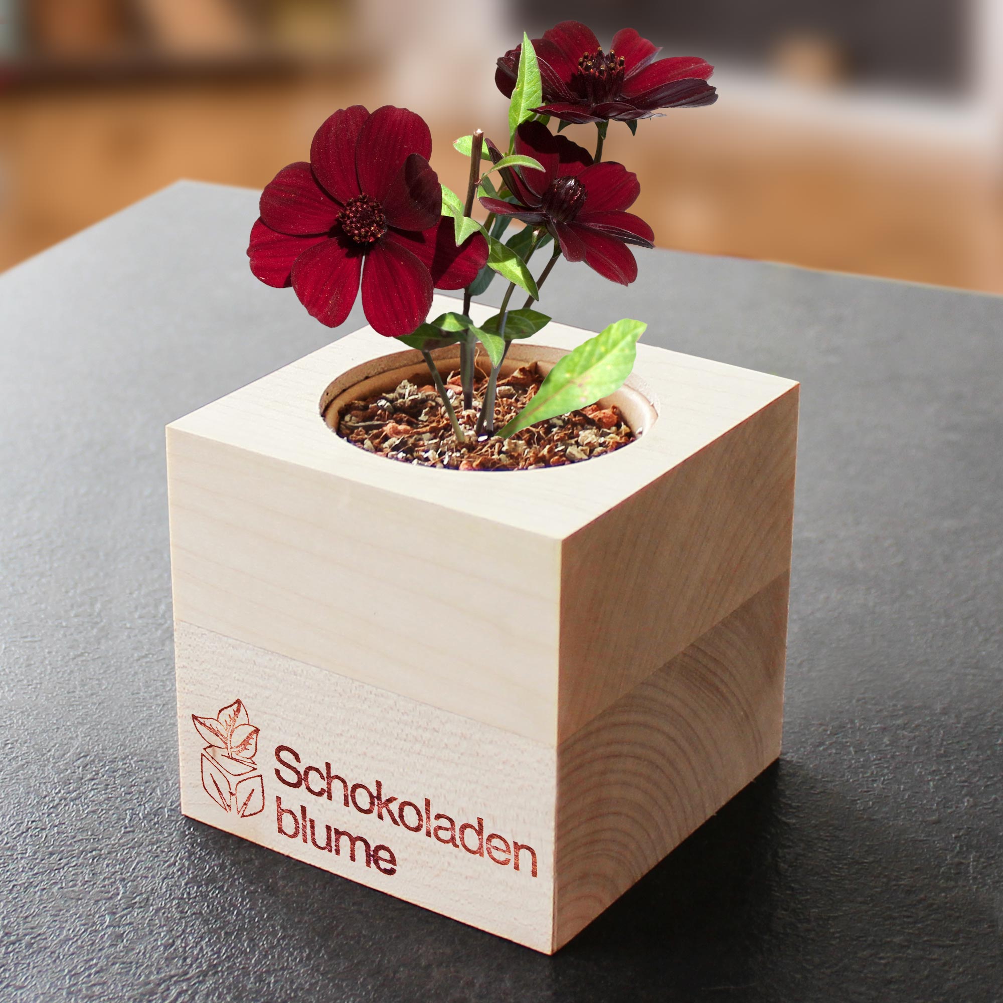 Ecocube Schokoladenblume