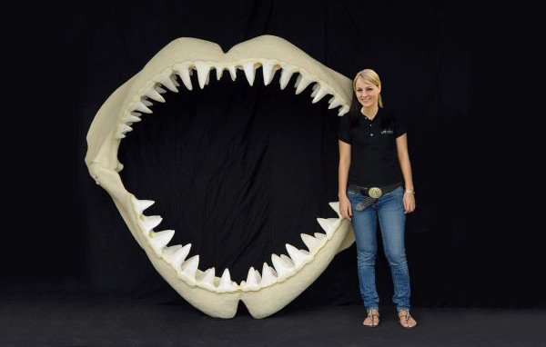 Weißer Hai Angler Trophäe - lebensgroß 1567 - 4