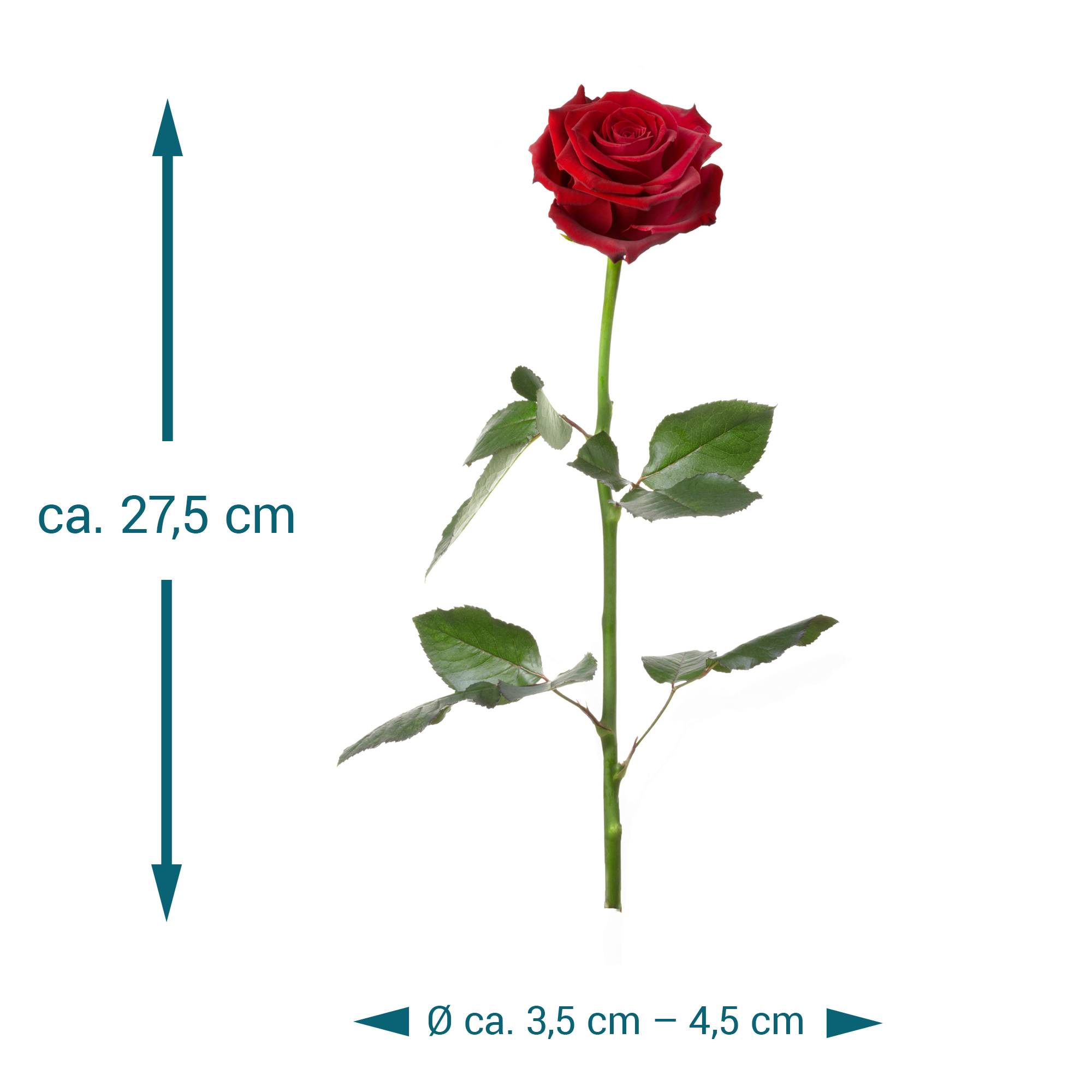 Unvergängliche Rose - Das besondere Geschenk 60 - 8