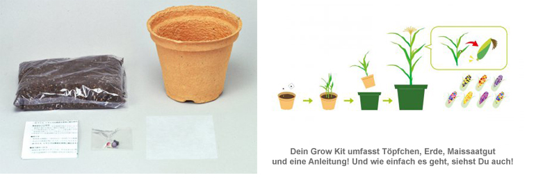 Bunter Mais - Saatgut 2803 - 2