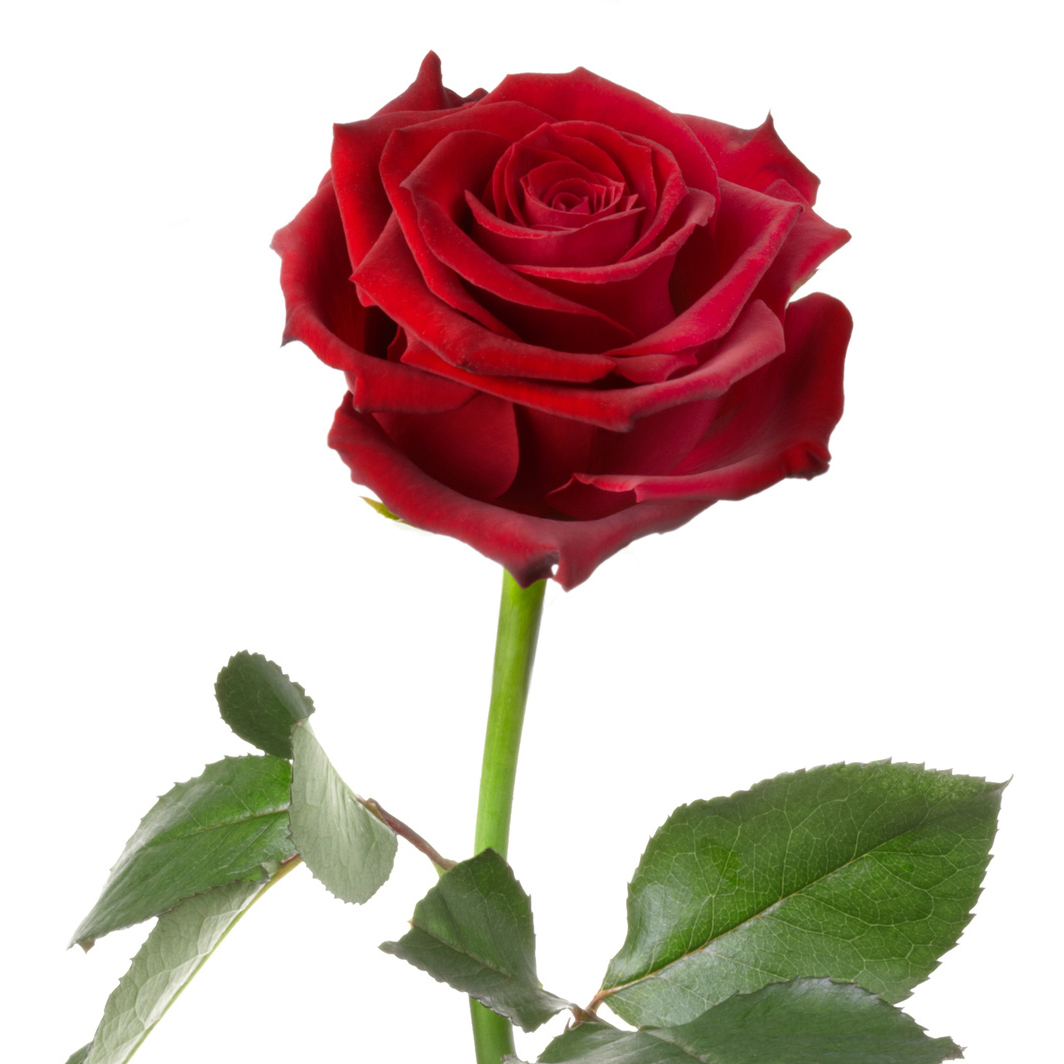Unvergängliche Rose - Das besondere Geschenk 60 - 3