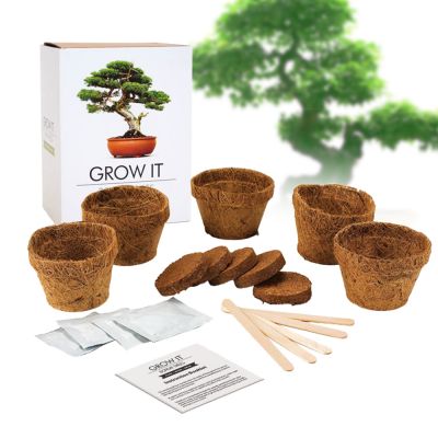 Bonsai Baum Set - Selber pflanzen