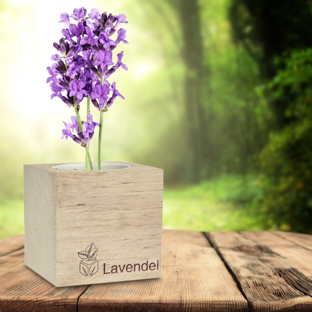 Ecocube Lavendel
